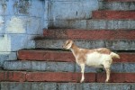 IMG_1109e-s.jpg